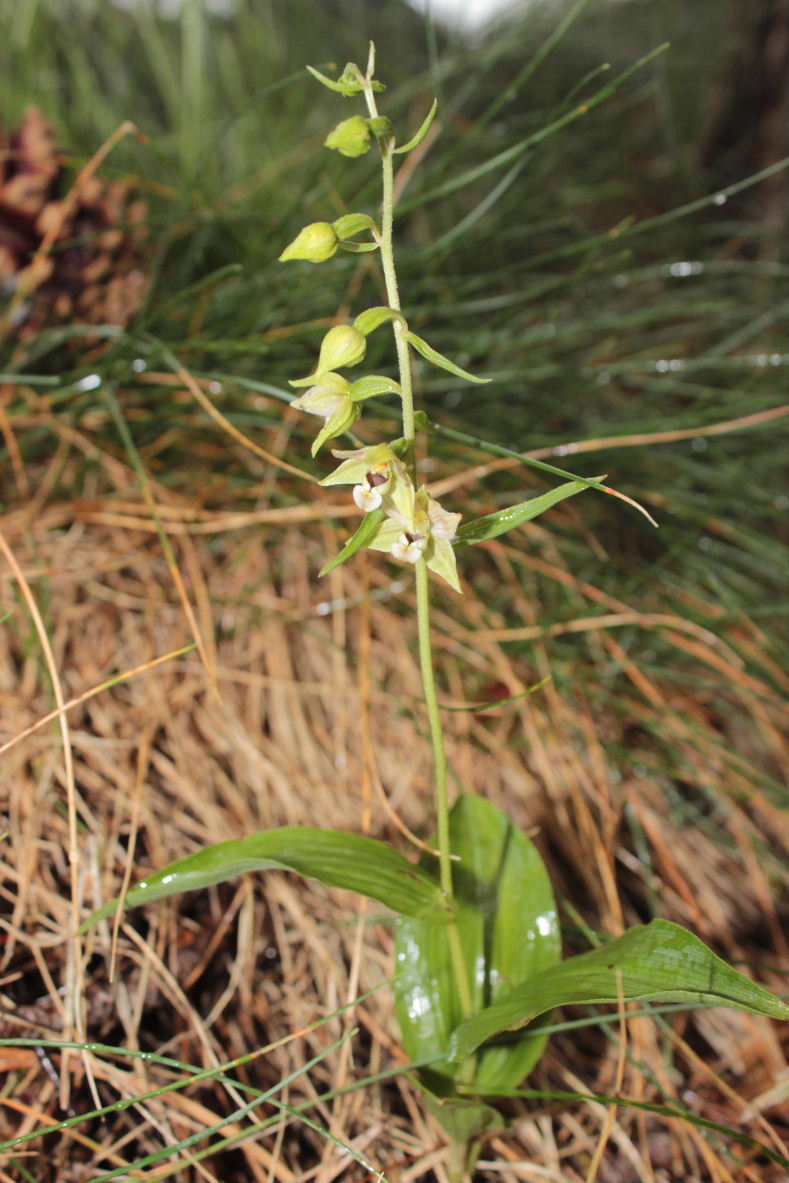 Epipactis muelleri ??